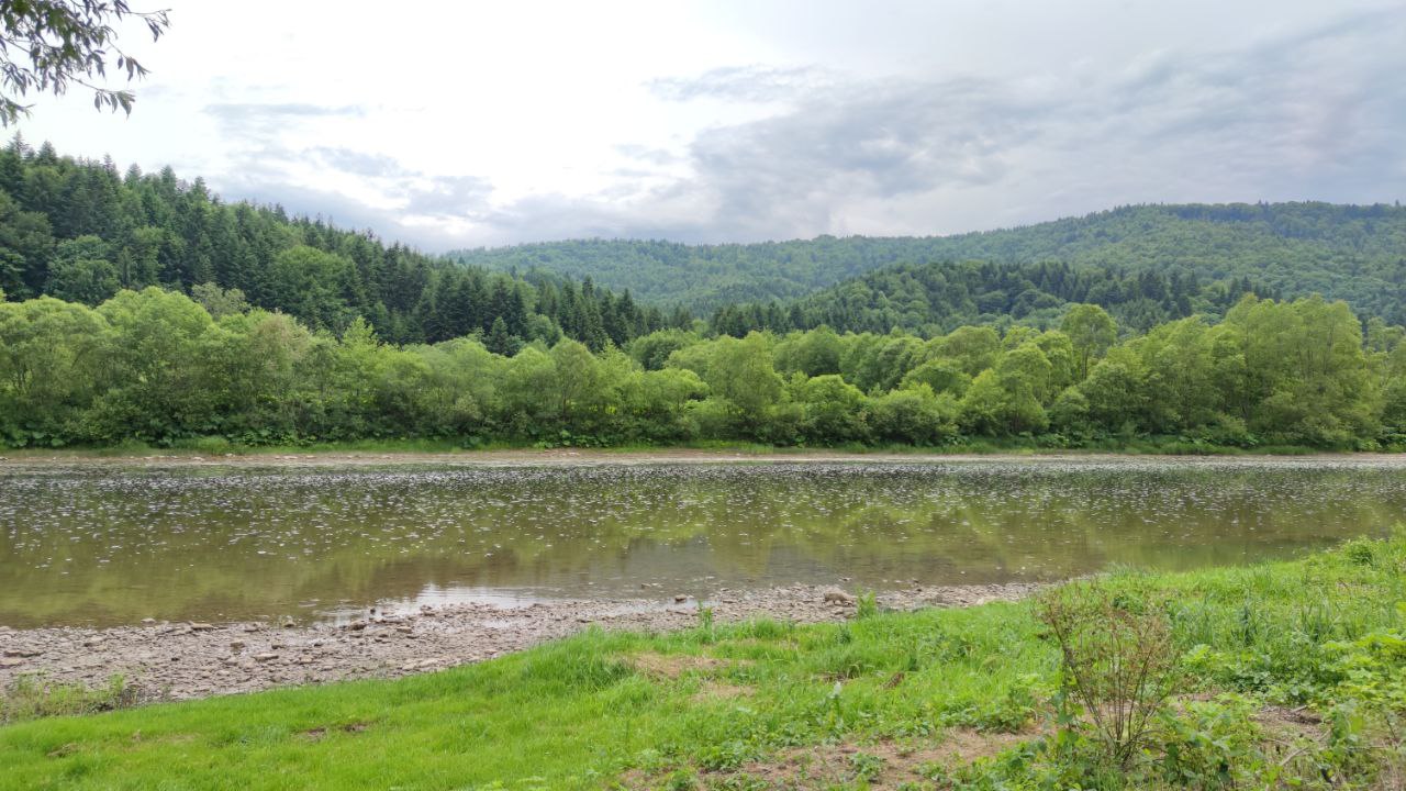 Medicinal properties of Carpathian forests